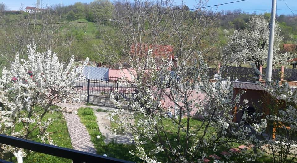 Casa Liana Otel Oradea Dış mekan fotoğraf